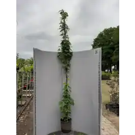 Actieprijs | Parthenocissus Veitchii