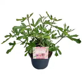Uitverkoop - Ficus Little Miss Figgy