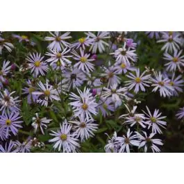 Nieuw in het assortiment | Aster Lutetia - biologisch