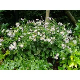 Prijsverlaging - Aster Stardust - biologisch
