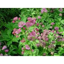 Koopje | Astrantia Claret - biologisch