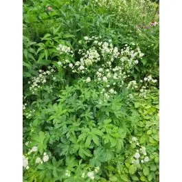 Astrantia major - biologisch | Deal