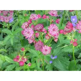 Astrantia Roma - biologisch - Goed beoordeeld