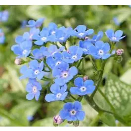 Brunnera Sea Heart - biologisch | Uitverkoop