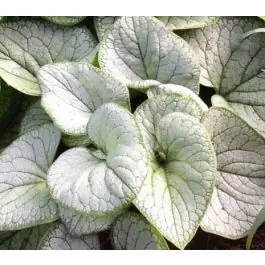 Brunnera Silver Heart - biologisch - Voordelig