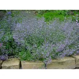 Voorraad bijna op | Calamintha Blue Cloud - biologisch