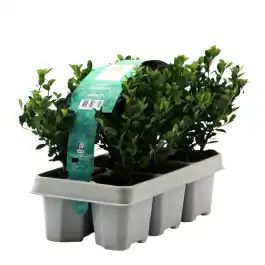 Makkelijk bestellen | Ilex crenata 6-pack