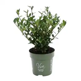 Ilex crenata - haag - Aanbieding loopt bijna af