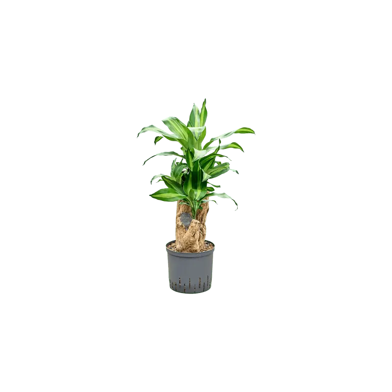 Dracaena Massangeana vertakt - Tijdelijke actie