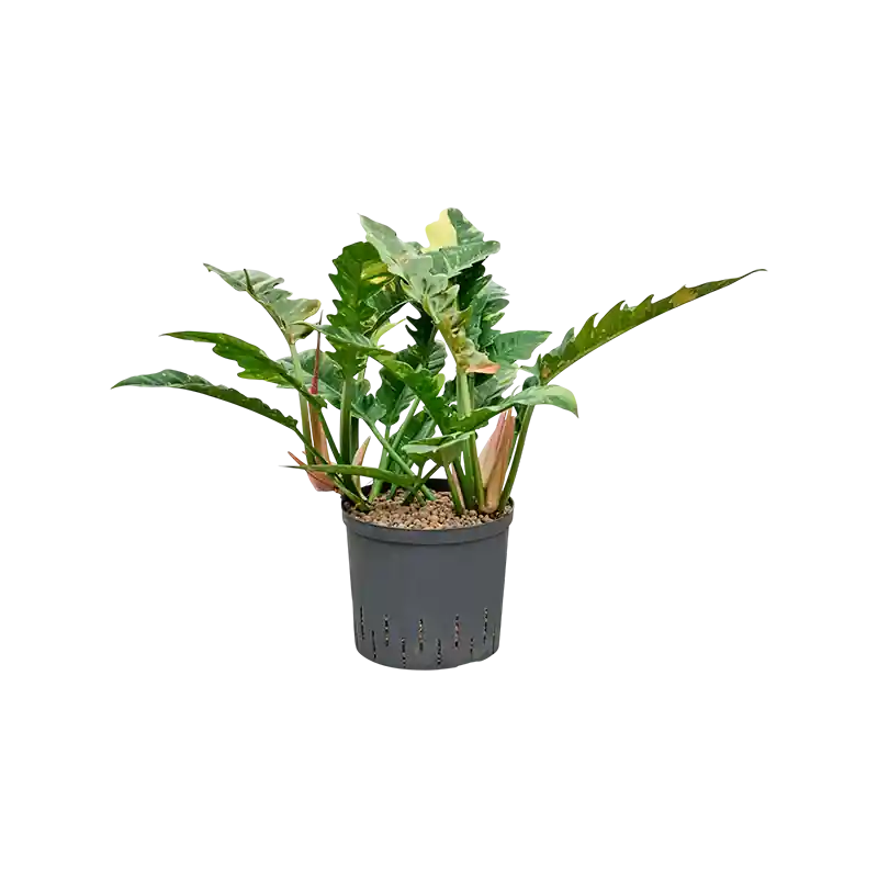 Actie | Philodendron Ring of Fire