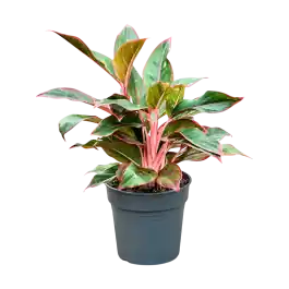 Scherp geprijsd - Aglaonema Siam Red