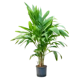 Areca triandra - Nog enkele stuks