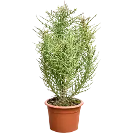 Euphorbia stenoclada vertakt | Meest verkocht