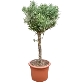 Euphorbia stenoclada op stam | Koopje