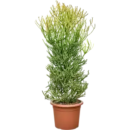 Nu beschikbaar | Euphorbia Sticks on Fire