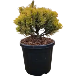 Snelle levering | Pinus Carsten‘s Wintergold