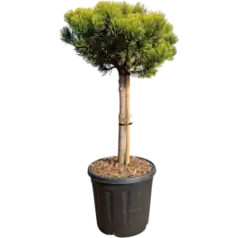 Pinus Carsten‘s Wintergold op stam - Topproduct