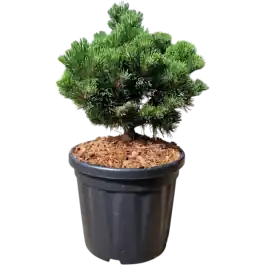 Pinus Picobello - Premiumkwaliteit
