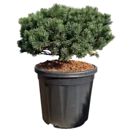 Pinus Pumuckel - Superprijs