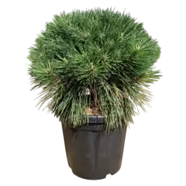 Pinus Brepo | Direct kopen