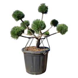 Pinus Brepo - bonsai | Fabrieksprijs