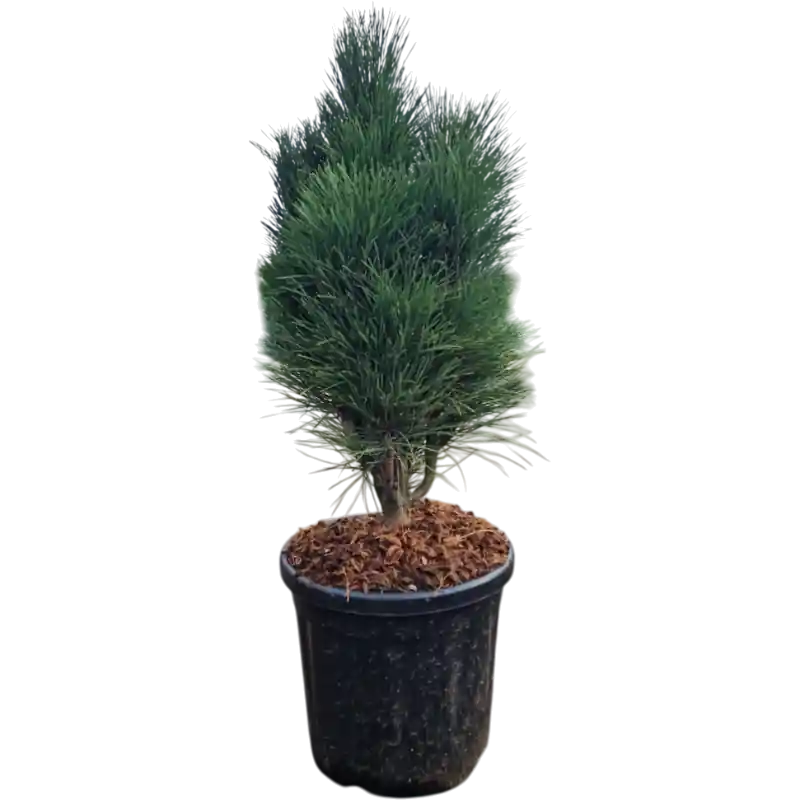 Pinus Green Tower - Nieuwe release