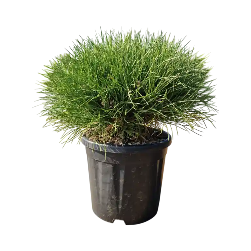 Pinus Marie Bregeon - Tijdelijke actie