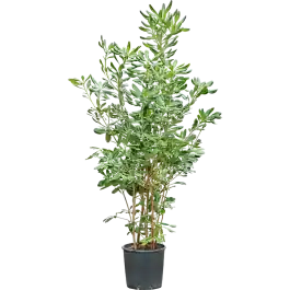 Nieuw gelanceerd | Pittosporum tobira