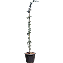 Klaar voor verzending - Cedrus Glauca Pendula