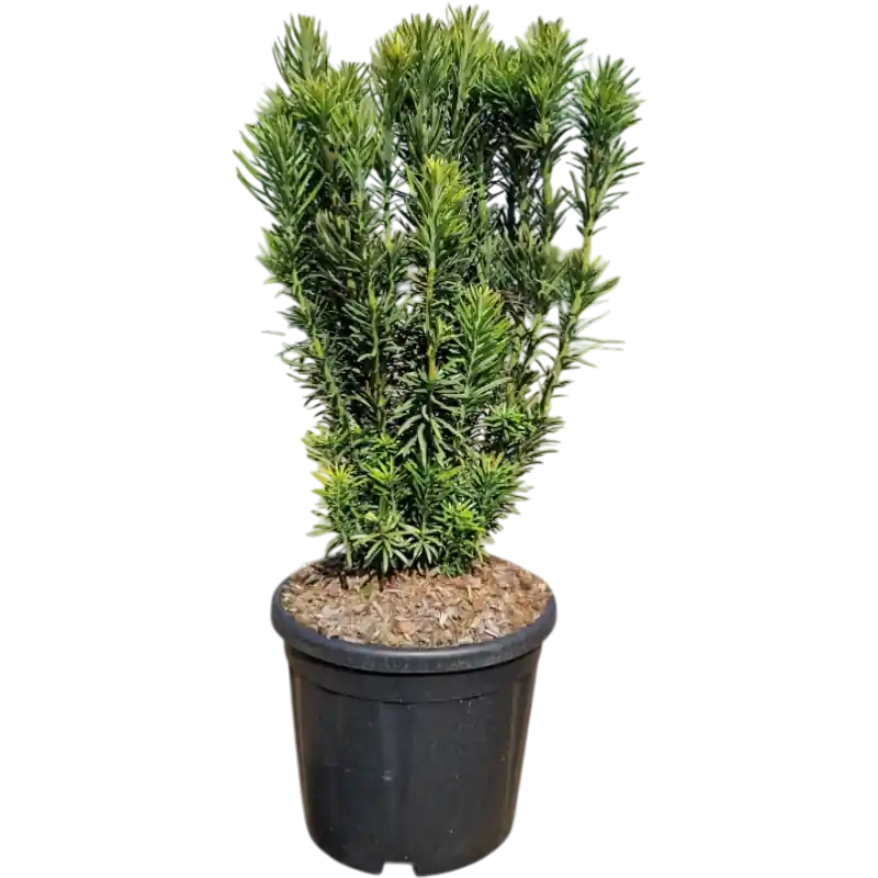 Nieuw binnengekomen | Cephalotaxus Fasigiata