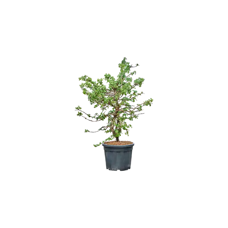 Actieprijs - Hydrangea petiolaris - piramide