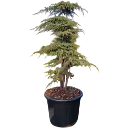 Trending - Juniperus Green Carpet - pon pon