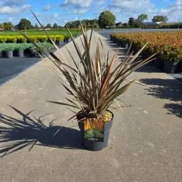 Snelle verzending | Phormium Flamingo