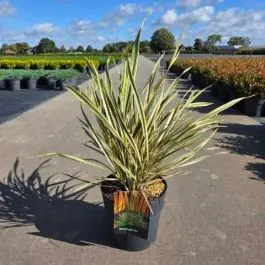 Nieuw in de shop | Phormium Golden Ray