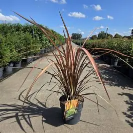 Phormium Pink Panther - Verlaagde prijs