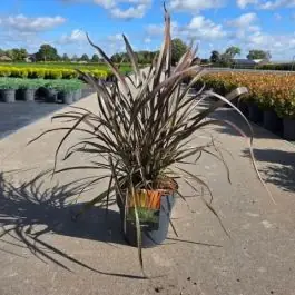 Net gelanceerd - Phormium Rainbow Queen