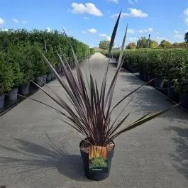 Direct kopen - Phormium Sundowner