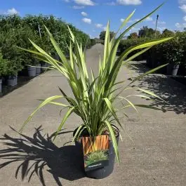 Phormium Yellow Wave - Professionele kwaliteit