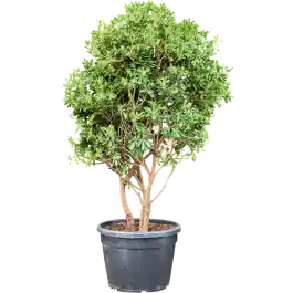 Bestel vandaag | Pittosporum tobira - meerstammig