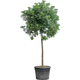 Wees er snel bij - Pittosporum tobira op stam