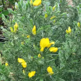 Ulex europaeus - Klantfavoriet