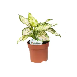 Bespaar nu | Aglaonema Eileen