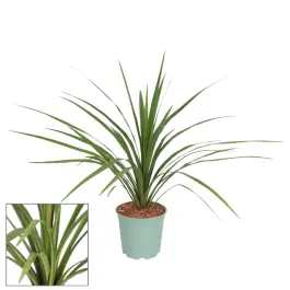 Cordyline Peko - Premiumkwaliteit