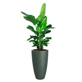 Strelitzia Nicolai in June Round High Smaragdgroen - Laatste stuks