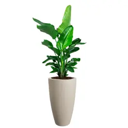 Online bestellen - Strelitzia Nicolai in June Round High Beige