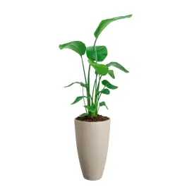 Korting | Strelitzia Nicolai in June Round Beige