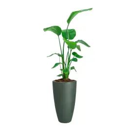 Strelitzia Nicolai in June Round Smaragdgroen | Nu beschikbaar