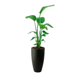 Nieuw binnen | Strelitzia Nicolai in June Round Zwart