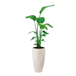 Strelitzia Nicolai in June Round Linnen Wit - Bestel vandaag
