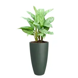 Outlet - Aglaonema Stripes in June Round High Smaragdgroen
